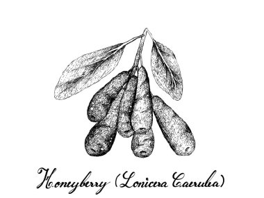 Tropikal meyve, illüstrasyon elle çizilmiş kroki Honeyberry, Haskap Berry veya beyaz arka plan üzerinde izole Lonicera Caeruleafruits. Gıda ve doğal tıp ilaçlar için kullanılan.