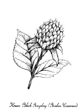 Berry meyve, elle çizilmiş kroki lezzetli taze Kore siyah Ahududu veya Rubus Coreanus meyve beyaz arka plan üzerinde izole yeşil yaprakları ile gösteren resim.