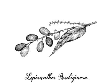 Berry meyve, illüstrasyon izole beyaz arka plan üzerinde elle çizilmiş kroki Lepisanthes Rubiginosa meyve.