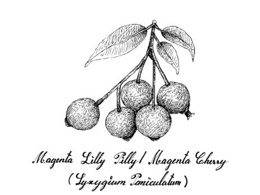 Berry meyve, illüstrasyon kırmızı Lilly tülenmiş, Kırmızı Kiraz veya beyaz arka plan üzerinde izole Syzygium Paniculatum meyve çizilmiş kroki el. 