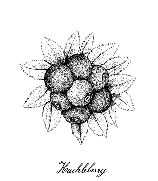 Owoców Jagodowych Ilustracja Ręcznie Rysowane Szkicu Huckleberries Białym Tle Wysoka — Wektor stockowy