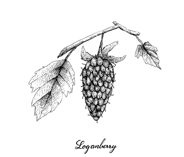 ベリー 手描きスケッチおいしい新鮮な Loganberry 緑の葉が白い背景で隔離のイラスト ビタミン — ストックベクタ