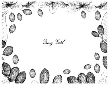 Berry meyve, illüstrasyon kare elle çizilmiş kroki Jambolan, Java Erik, siyah Erik veya Syzygium Cumini ve Japon Barberies veya beyaz arka plan üzerinde izole Berberis Thunbergii meyve. 