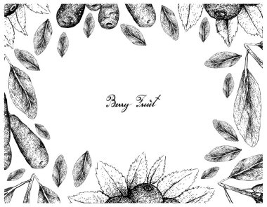 Tropikal meyve, illüstrasyon kare elle çizilmiş kroki Huckleberries ve Honeyberries, Haskap çilek veya beyaz arka plan üzerinde izole Lonicera Caerulea meyve. Gıda ve doğal tıp ilaçlar için kullanılan. 