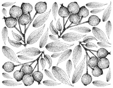 Berry meyve, elle çizilmiş kroki kırmızı Lilly tülenmiş, Kırmızı Kiraz veya beyaz arka plan üzerinde izole Syzygium Paniculatum meyve duvar kağıdı illüstrasyon. 