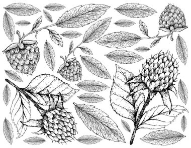 Berry meyve, elle çizilmiş kroki taze Kore siyah Ahududu ya da Rubus Coreanus ve altın ahududu ya da beyaz arka plan üzerinde izole Rubus Ellipticus meyve duvar kağıdı illüstrasyon.