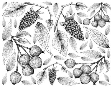 Berry meyve, duvar kağıdı illüstrasyon, Karadut çizilmiş kroki el ve kırmızı Lilly tülenmiş, Kırmızı Kiraz veya Syzygium Paniculatum izole üzerinde beyaz arka plan meyve. 