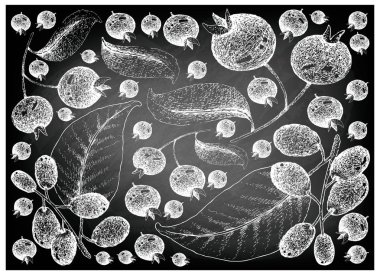 Berry meyve, elle çizilmiş kroki Grumichama kiraz veya Eugenia Brasiliensis ve Jambolan, Java Erik, siyah Erik veya Syzygium Cumini meyveler siyah kara tahta üzerinde illüstrasyon duvar kağıdı arka plan
