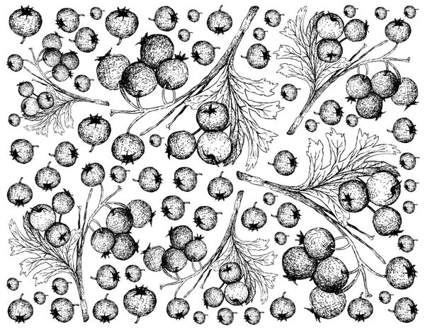 Tropical Fruit, Illustration Wallpaper of Hand Drawn Sketch Hawthorn Berries or Crataegus Fruits Isolated on White Background. Used for Food and Naturopathic Medicines.