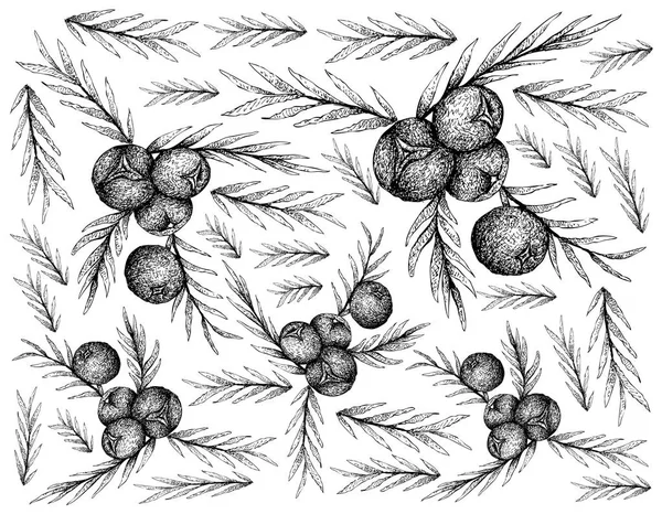 Berry Fruit Ilustración Fondo Pantalla Boceto Dibujado Mano Bayas Enebro — Archivo Imágenes Vectoriales