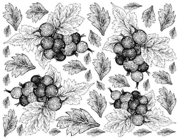 Berry Fruit Illustration Wallpaper Hand Drawn Sketch Jostaberries Isolated White — Stock Vector