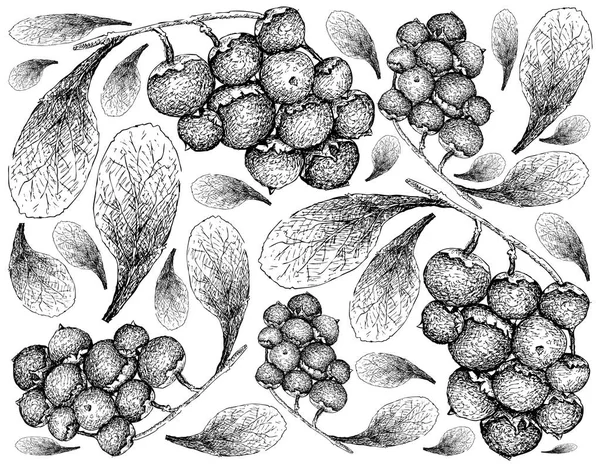 Berry Fruit Illustration Wallpaper Hand Drawn Sketch Jostaberries Isolated White — Stock Vector