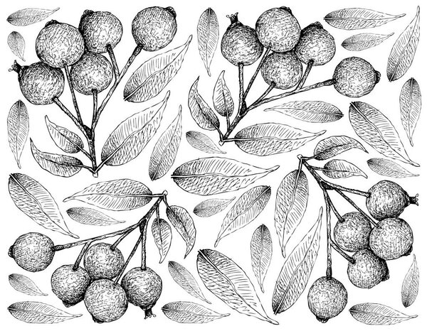 Berry Fruit, Illustration Wallpaper of Hand Drawn Sketch of Magenta Lilly Pilly,  Magenta Cherry or Syzygium Paniculatum Fruits Isolated on White Background. 