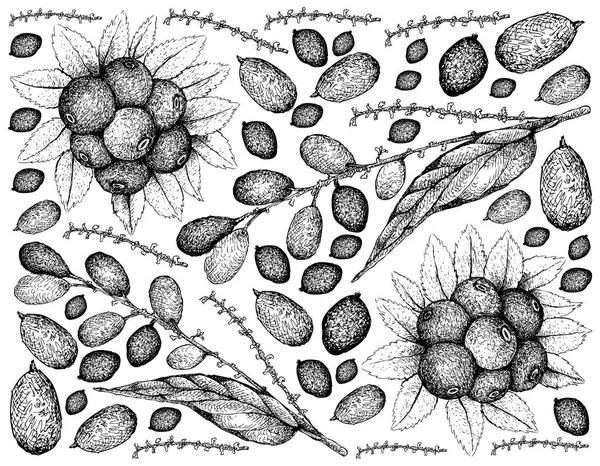 Berry Fruits Illustration Wallpaper Hand Drawn Sketch Huckleberries Lepisanthes Rubiginosa - Stok Vektor