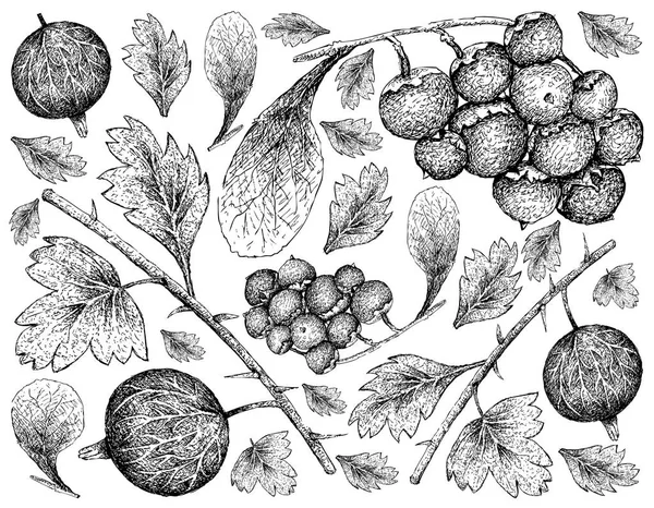 Berry Fruit Ilustración Fondo Pantalla Boceto Dibujado Mano Grosellas Jostaberries — Archivo Imágenes Vectoriales