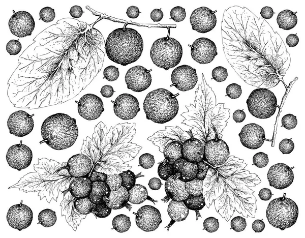 Berry Fruit Ilustración Fondo Pantalla Boceto Dibujado Mano Jostaberries Madagascar — Archivo Imágenes Vectoriales