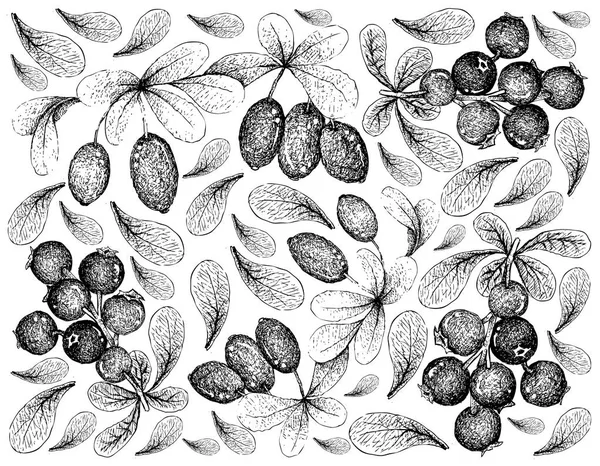 Bessen Fruit Illustratie Hand Getrokken Schets Van Jostaberries Japanse Barberies — Stockvector