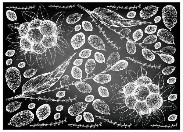 Bobulové Ovoce Ilustrace Tapety Pozadí Ručně Kreslené Skici Neplýtvám Lepisanthes — Stockový vektor