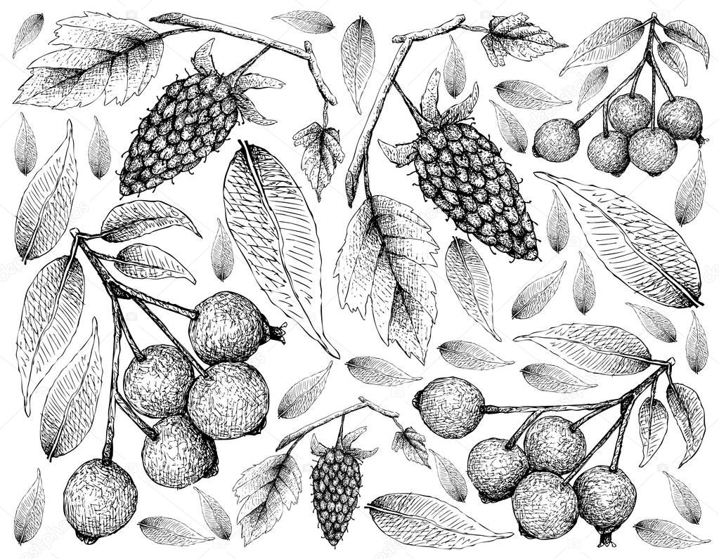Berry Fruit, Illustration Wallpaper of Hand Drawn Sketch of Loganberries and Magenta Lilly Pilly, Magenta Cherry or Syzygium Paniculatum Fruits Isolated on White Background. 