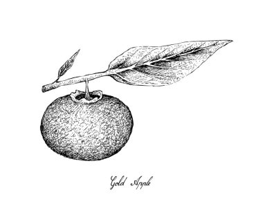 Tropikal meyve, Olgun elle çizilmiş kroki çizimi ve tatlı altın elma veya beyaz arka plan üzerinde izole Diospyros Decandra meyve.