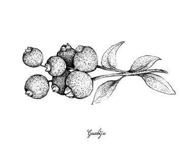 Tropikal meyve, resimde çizilmiş kroki üzerinde beyaz arka plan izole Myrcianthes Pungens meyve ve taze Guabiju el