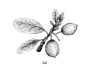 Tropikal meyve, elle çizilmiş kroki Imbe, Afrika Mangosteen veya beyaz arka plan üzerinde izole Garcinia Livingstonei meyve çizimi.