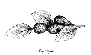 Tropikal meyve, elle çizilmiş kroki hünnap, Lang, Çin tarihi veya beyaz arka plan üzerinde izole Ziziphus Jujuba meyve çizimi.