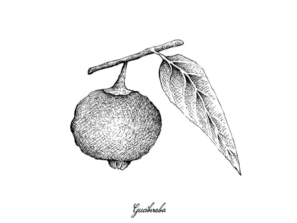 トロピカル フルーツ 熟した手描きスケッチのイラストと甘い Guabiraba や白い背景で隔離 Campomanesia Lineatifolia フルーツ — ストックベクタ