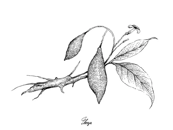 热带水果 手绘素描新鲜的禁忌症在白色背景中分离的水果的插图 — 图库矢量图片