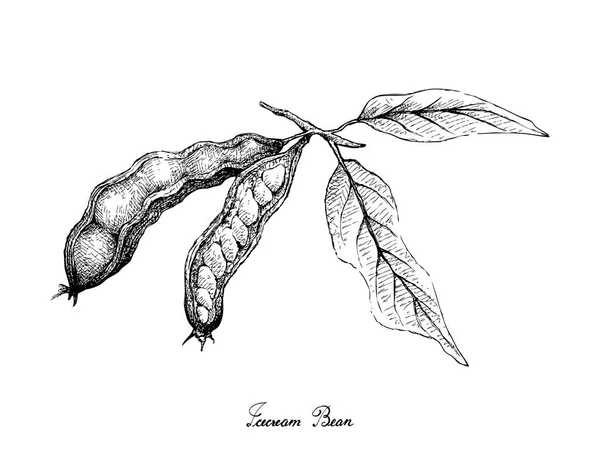 Tropical Fruits Illustration Hand Drawn Sketch Ice Cream Beans Pacay - Stok Vektor