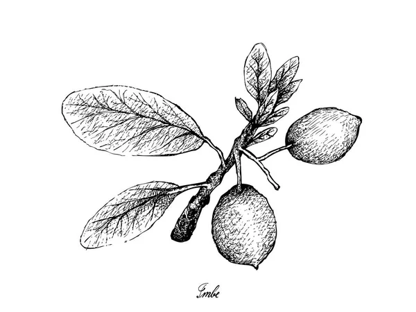 Fruta Tropical Ilustração Mão Desenhado Sketch Imbe Mangostão Africano Garcinia — Vetor de Stock