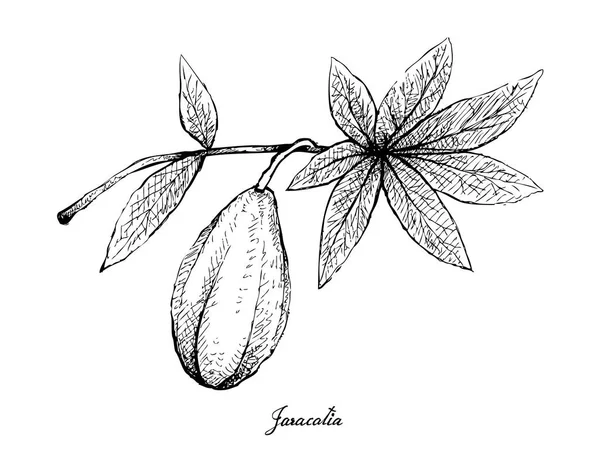 Inggris Tropical Fruits Illustration Hand Drawn Sketch Fresh Wild Papaya - Stok Vektor