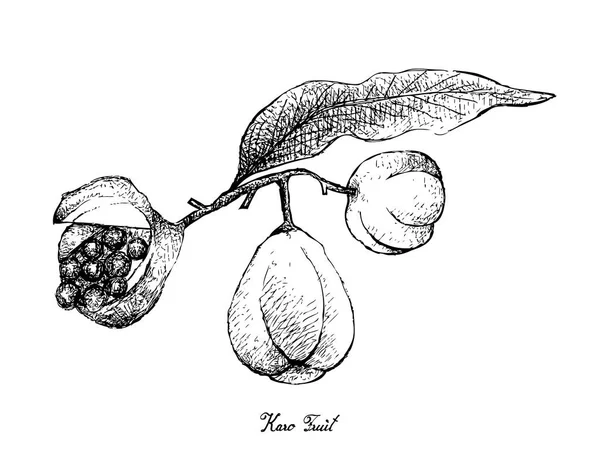 Tropisk Frukt Illustration Handritad Skiss Pittosporum Crassifolium Eller Karo Frukter — Stock vektor