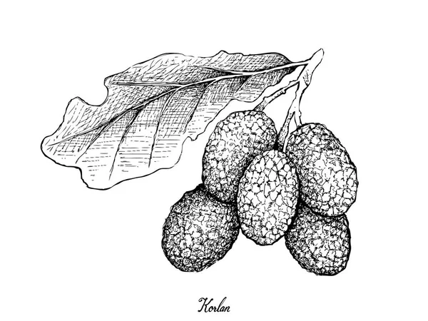 Frutas Frescas Ilustração Esboço Desenhado Mão Korlan Fresco Nephelium Hypoleucum —  Vetores de Stock