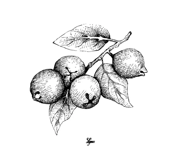 Frutas Tropicales Ilustración Boceto Dibujado Mano Limón Guayaba Psidium Littorale — Vector de stock