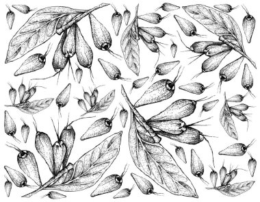 Tropikal meyve, elle çizilmiş kroki dev Lau Lau veya beyaz arka plan üzerinde izole Eugenia Megacarpa meyve duvar kağıdı illüstrasyon.