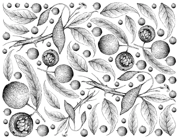 Fruits Tropicaux Illustration Fond Écran Dessin Main Hydnocarpus Anthelminthicus Tabernanthe — Photo