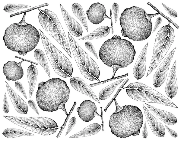 Fruits Tropicaux Illustration Fond Écran Croquis Dessinés Main Guabiraba Mûre — Photo