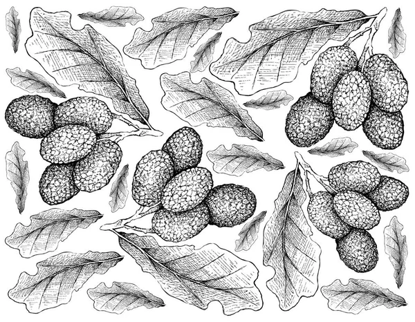 Fresh Fruits Illustration Wallpaper Hand Drawn Sketch Fresh Korlan Nephelium — Stock Photo, Image