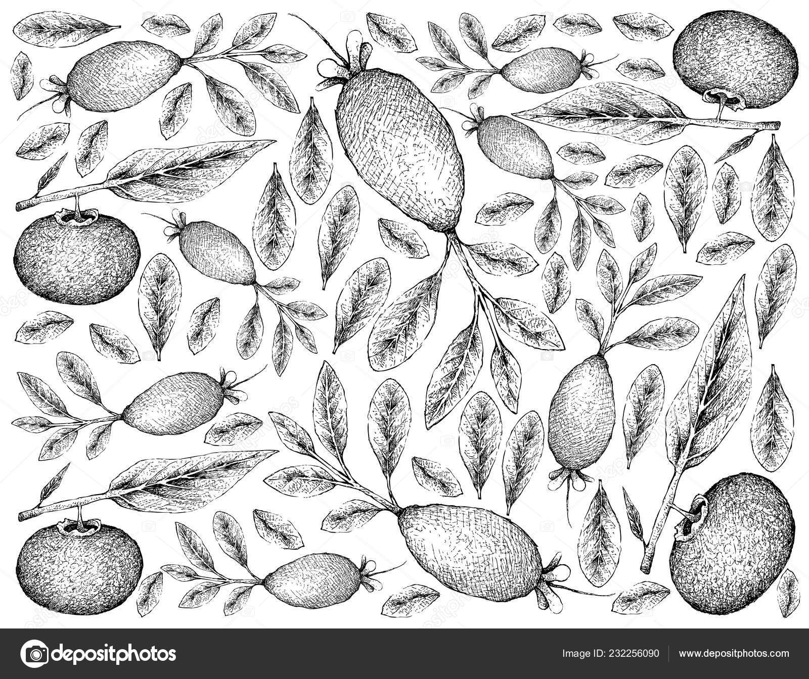 Tropical Fruits Illustration Wallpaper Hand Drawn Sketch Guavasteen Feijoa Acca Stock Vector C Iamnee 232256090