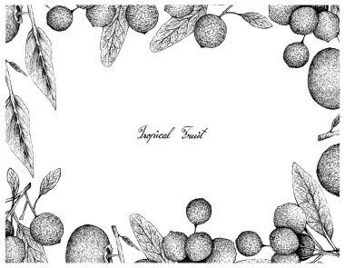 Tropikal meyve, elle çizilmiş kroki olgun ve tatlı altın elma veya Diospyros Decandra ve Hanza ya da beyaz arka plan üzerinde izole Boscia Senegalensis meyve çerçevesinde illüstrasyon.