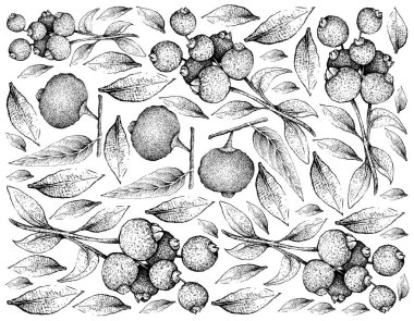 Tropikal meyve, elle çizilmiş kroki taze Guabiju ya da Myrcianthes Pungens ve Guabiraba ya da beyaz arka plan üzerinde izole Campomanesia Lineatifolia meyve duvar kağıdı illüstrasyon.