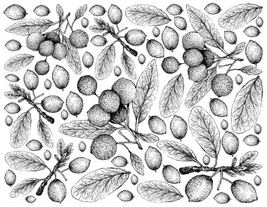 Tropikal meyve, elle çizilmiş kroki Imbe, Afrika Mangosteen veya Garcinia Livingstonei ve Hanza veya beyaz arka plan üzerinde izole Boscia Senegalensis meyve duvar kağıdı illüstrasyon.