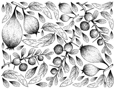 Egzotik meyveler, elle çizilmiş kroki Humbug ya da Paskalya armut ve Kei elma ya da Dovyalis Caffra duvar kağıdı illüstrasyon izole üzerinde beyaz arka plan meyve.