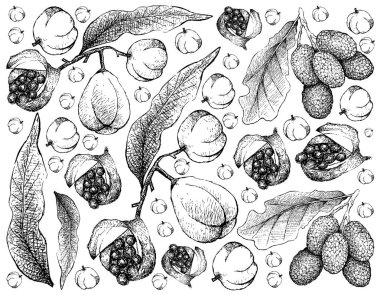 Taze meyveler, illüstrasyon duvar kağıdı elle çizilmiş kroki taze Kola fındık ve Korlan veya Nephelium Hypoleucum meyve beyaz arka plan üzerinde izole.