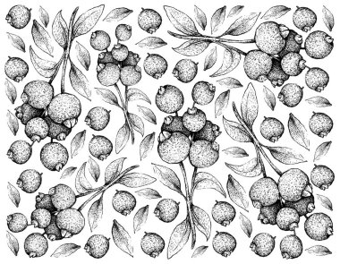 Tropikal meyve, elle çizilmiş kroki taze Guabiju veya beyaz arka plan üzerinde izole Myrcianthes Pungens meyve duvar kağıdı illüstrasyon.