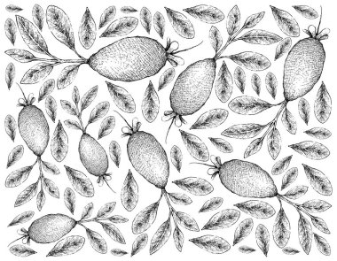 Tropikal meyve, elle çizilmiş kroki Guavasteen, Feijoa veya beyaz arka plan üzerinde izole kaymak ağacı meyve duvar kağıdı illüstrasyon.