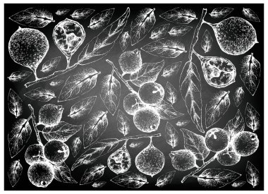 Tropikal meyve, elle çizilmiş kroki taze Ivru ahşap veya Siphonodon Celastrineus ve limon Guava veya Psidium Littorale meyve siyah kara tahta üzerinde illüstrasyon duvar kağıdı arka plan.