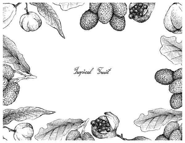 Frutas Tropicales Ilustración Boceto Dibujado Mano Pittosporum Crassifolium Karo Korlan — Vector de stock