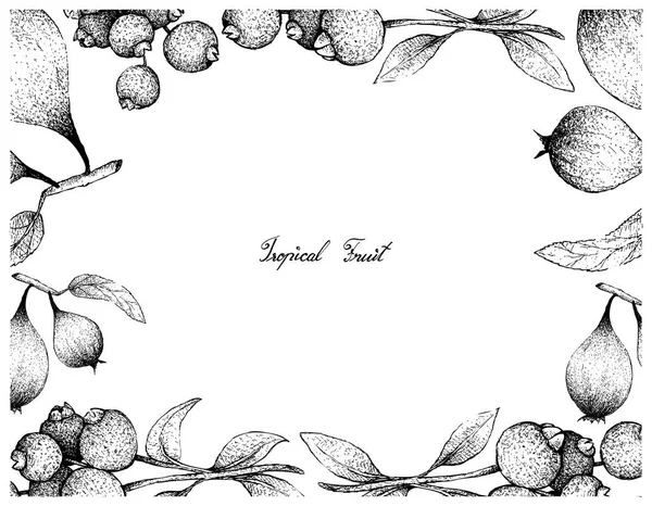 Frutas Tropicales Marco Ilustración Boceto Dibujado Mano Guabiju Fresco Mircianthes — Vector de stock